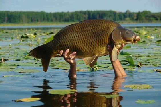 Carp Fishing